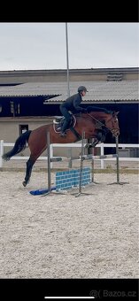 13-letá klisna na prodej - 2