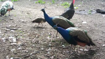 Páv korunkátý modrý, a černokřídlý - 2