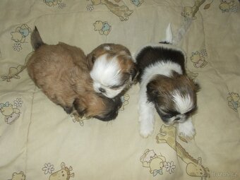 prodám Shih - Tzu - 2