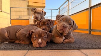 American bully XL - 2