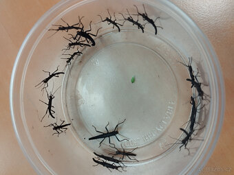 Strašilka ďábelská - 2