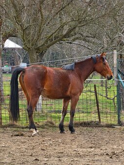 Klisna po ČSP Olly - 2