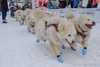 SAMOJED-štěňata s PP - 2
