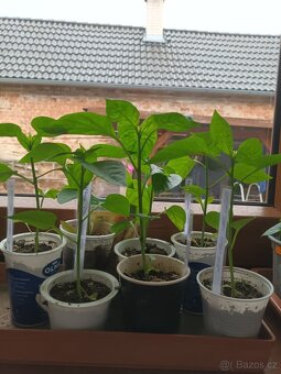 Rajčata,papriky,vinná réva - 2