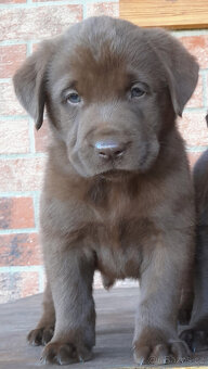 Čokoládové šteňatá Labradora - 2