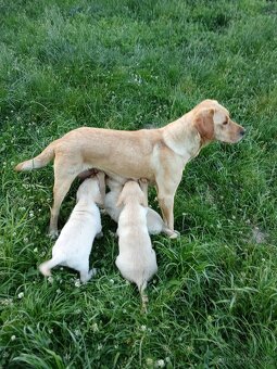 Labradorský retrívr - 2