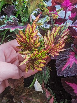 Coleus - 2