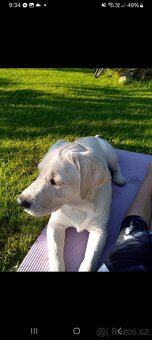 Labrador - 2