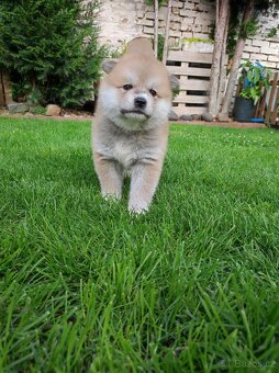 Akita inu s PP - červená a žíhaná fenečka - 2