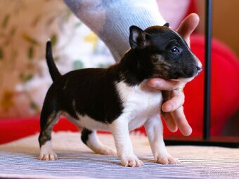 Miniaturní bulterier, minibulterier s PP - 2