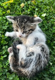 PRODÁM KOTĚ - kocour - 2