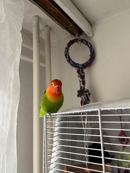 Daruji samičku agapornise - 2