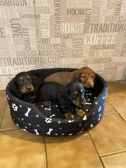 Jezevčík dlouhosrstý trpasličí - 2