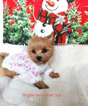 Holčička Brigittka Yorkshire teriér gold. PP - 2