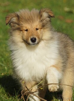 KOLIE DLOUHOSRSTA ZLATA - 2