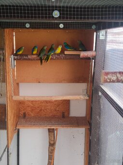 Neoféma tyrkysová - 2