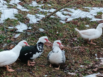 kachna pižmová - 2