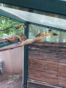 Kanár TIMBRADOS - 2