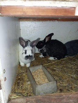 Prodám kralíky - 2