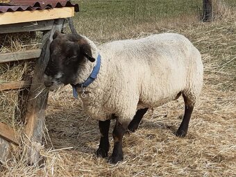 Plemenný beran Suffolk - 2