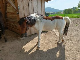 Prodám shetland ponyho - 2