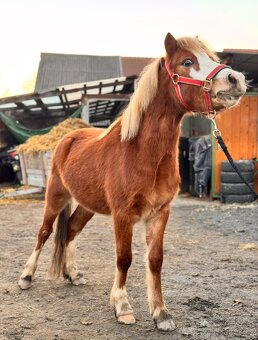 3letý welsh pony hřebec - 2