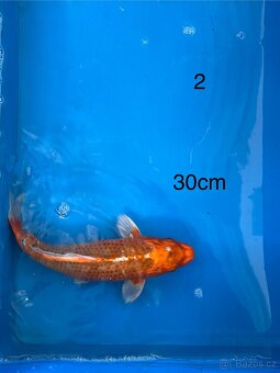KOI - 2