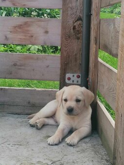 Labrador - 2