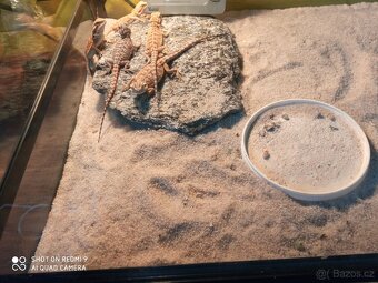 Mláďata AGAMA VOUSATÁ - 2