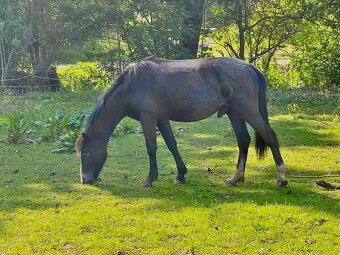 Pony roční valášek - 2