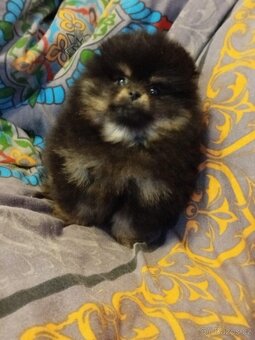 Pomeranian - 2