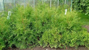 Thuja occid BRABANT - 2