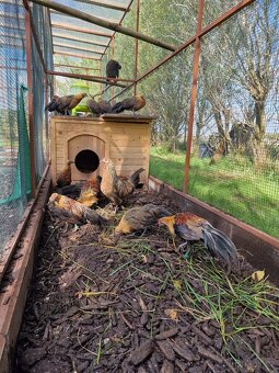 Fenix oranžovokrký zakrslý - 2