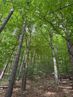 Prodám lesní pozemky v k.ú. Bohutín nad Moravou - 2