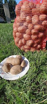 Brambory k uskladnění. - 2