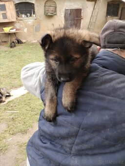 Německý ovčák štěňata - 2