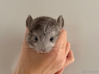 Činčila mládě samičky - 2