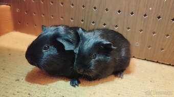 Morče - morčata hladká - 2