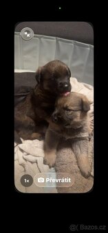 Prodam štěňátka - 2