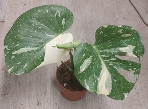 Monstera deliciosa 'Thai Constellation' - 2