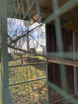 Ruším chov hrdliček - 2