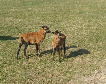 kamerunská ovce jehňata - 2