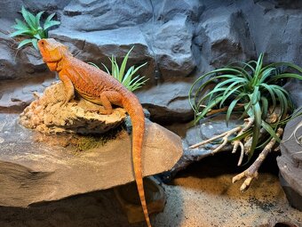 Agama vousatá samička - 2