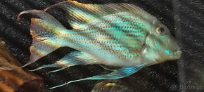 Geophagus Sveni f1 - 2