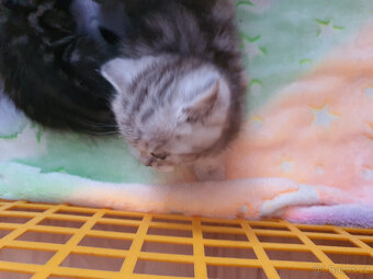 Prodám kotata Whiskas - 2