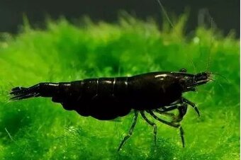 Krevetky - Neocaridina Black Sakura - 2