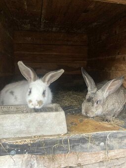 Mladí králíci - 2