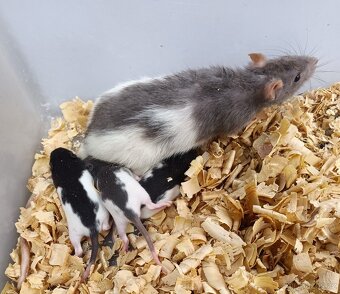 Potkani - prodám mláďata potkanů - 2