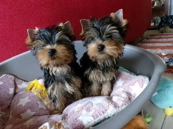 Jorkshire jorkširsky teriér yorkširsky teriér - 2