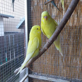 Výstavní andulky - 2